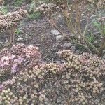 Aeonium lancerottense Elinympäristö