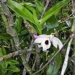 Dendrobium nobile Flower