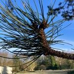 Pinus nigra Yaprak