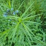 Amsonia ciliata Lapas