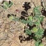 Medicago rigidula Mbuma