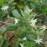 Scaevola montana Habitus