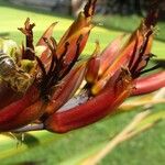 Phormium tenax പുഷ്പം