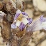 Orobanche rosmarina Bloem