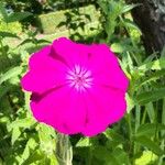 Silene coronariaFlower