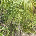 Dypsis onilahensis Hábito