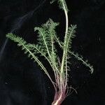 Hippolytia dolichophylla Hábito
