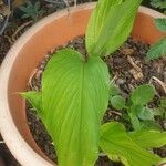 Curcuma longa برگ