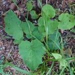 Petasites paradoxus Blatt