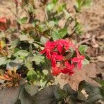 Ixora chinensis Blüte