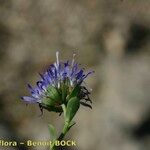 Jasione foliosa Blomst