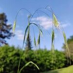 Bromus sterilis 葉