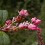 Vaccinium retusum