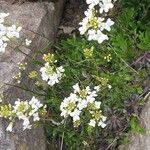 Noccaea montana Flor