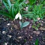 Galanthus plicatus Flor