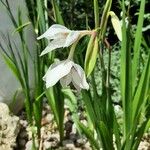 Gladiolus murielae Flor