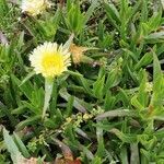 Carpobrotus chilensis Flor