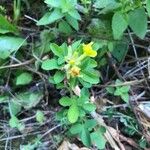 Cytisus hirsutus Hábito