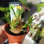 Euphorbia nivulia Hoja