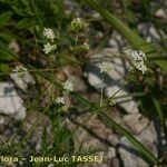 Galium timeroyi आदत