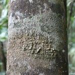 Macoubea guianensis Кора