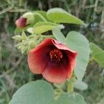 Abutilon hirtum Květ