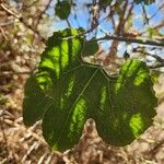 Kedrostis leloja Leaf