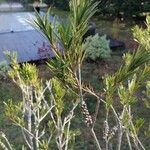 Callistemon citrinus List