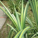 Pandanus tectorius 整株植物