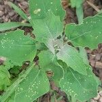 Chenopodium quinoa Лист