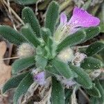 Ajuga iva Leaf