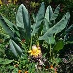 Musella lasiocarpa Hábito
