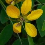 Senna surattensis പുഷ്പം