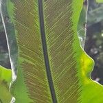 Asplenium australasicum Fruit