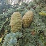 Cedrus atlanticaᱡᱚ