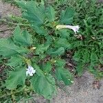 Datura stramonium Flower