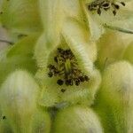 Aconitum anthora Flor