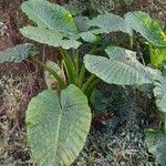 Alocasia odora Habit