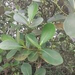 Clusia criuva Hoja