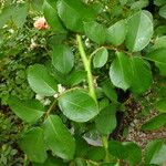 Rosa moschata Blad