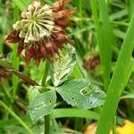 Trifolium hybridum ഫലം