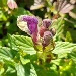 Scutellaria alpina Blüte