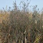 Salix salviifolia Drugo