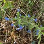 Echium vulgareFlor