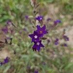 Anchusa undulataFlower