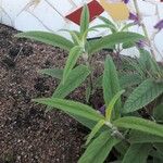 Salvia leucantha Folha