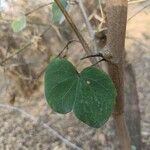 Bauhinia tomentosa Blatt