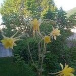 Aquilegia chrysantha Квітка