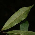 Trymatococcus oligandrus Leaf