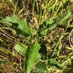 Solanum dimidiatum برگ